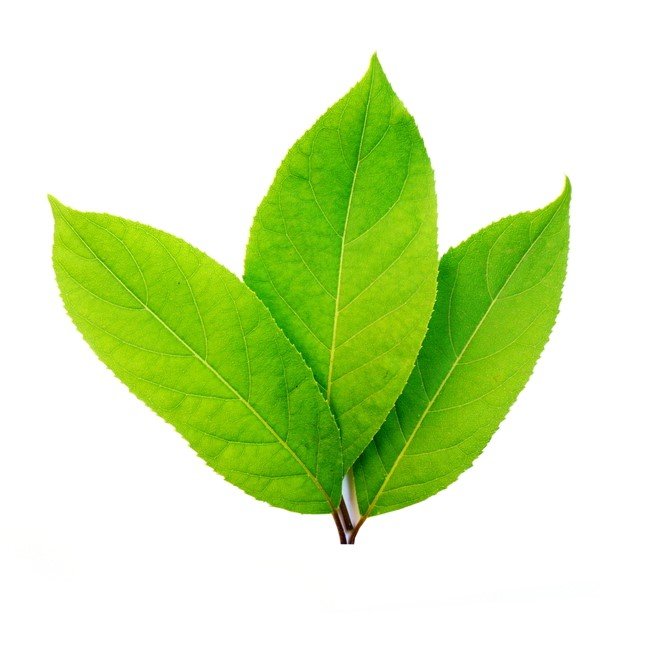 shutterstock_453877315.jpg